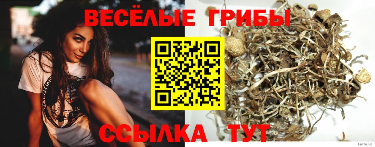 Псилоцибиновые грибы мицелий Волгодонск
